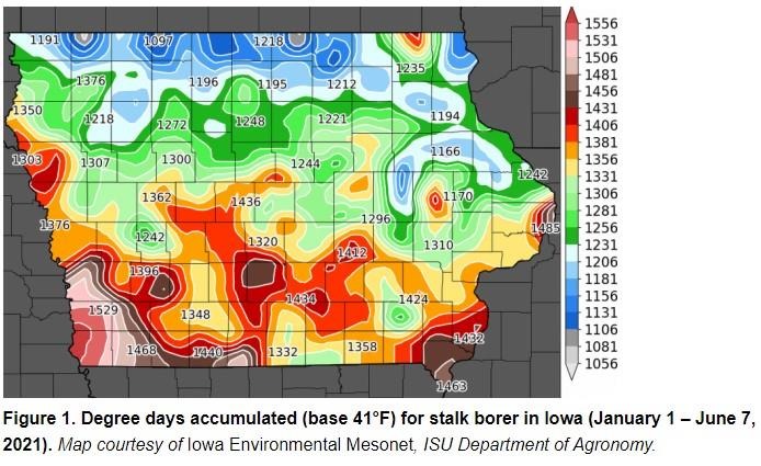 Stalk Borers are on the Move Across Iowa